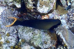 Acanthurus pyroferus