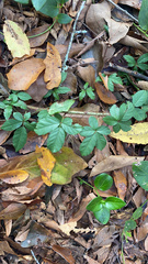 Rubus flagellaris