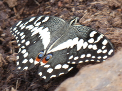 Papilio demodocus demodocus