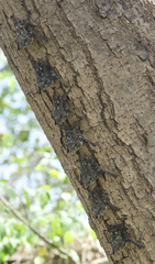 Rhynchonycteris naso
