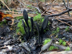 Trichoglossum
