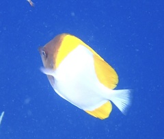 Hemitaurichthys polylepis