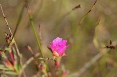 Lampranthus tenuifolius