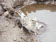 Crithagra atrogularis