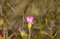 Lampranthus tenuifolius