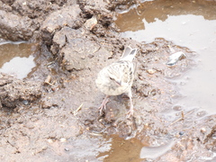 Crithagra atrogularis