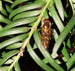 Episyrphus balteatus
