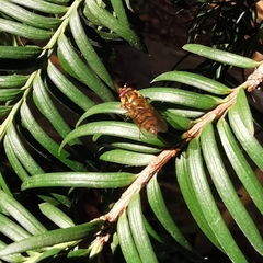 Episyrphus balteatus