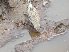 Crithagra atrogularis