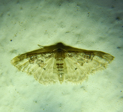 Idaea rusticata