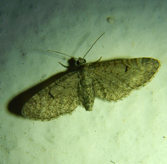 Eupithecia ultimaria