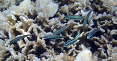Thalassoma amblycephalus