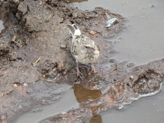 Crithagra atrogularis