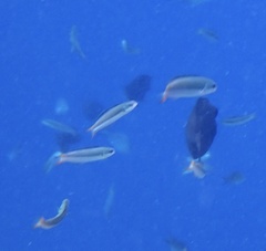 Thalassoma amblycephalus