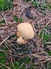 Scleroderma citrinum