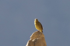 Sicalis olivascens