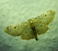 Idaea filicata