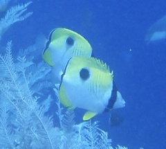 Chaetodon unimaculatus