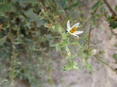 Leptostemonum