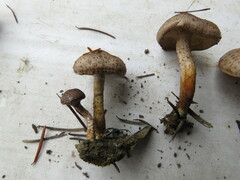 Pholiota terrestris