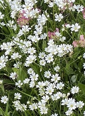 Cerastium arvense