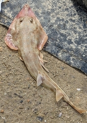 Pseudobatos percellens