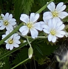 Cerastium arvense