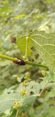Phymatostetha deschampsi