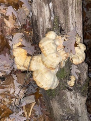 Laetiporus sulphureus