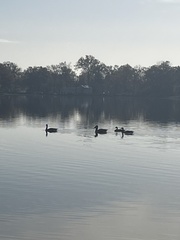 Branta canadensis