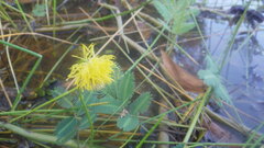 Neptunia oleracea