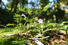 Strobilanthes