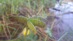Neptunia oleracea