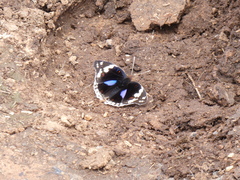 Junonia oenone oenone