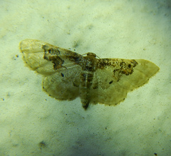 Idaea rusticata