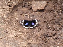 Junonia oenone oenone