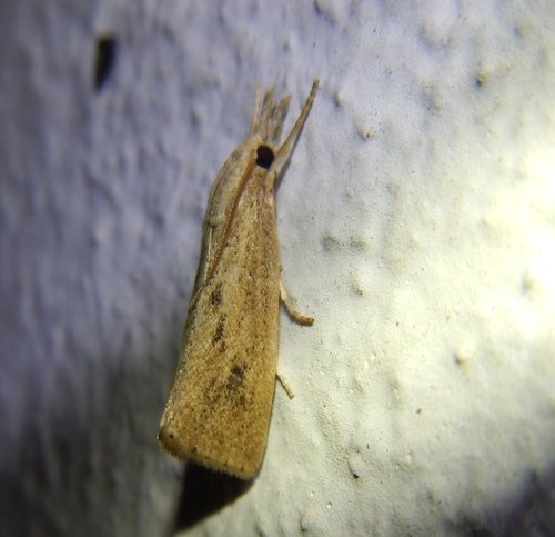 Chilo suppressalis Walker, 1863