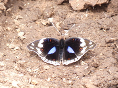 Junonia oenone oenone