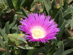 Carpobrotus quadrifidus