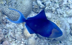 Odonus niger