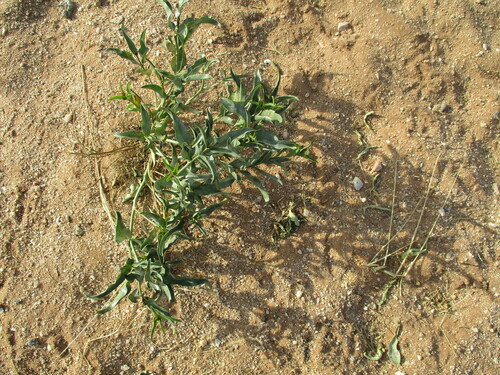 Raphionacme haeneliae