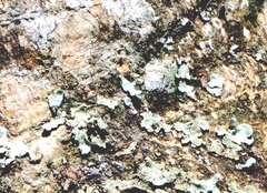 Pyxine sorediata