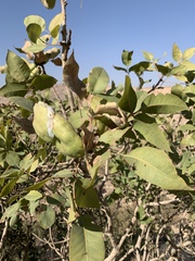 Pistacia eurycarpa