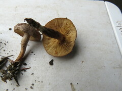 Pholiota terrestris