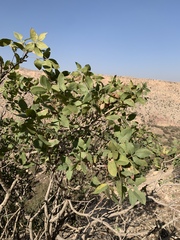 Pistacia eurycarpa