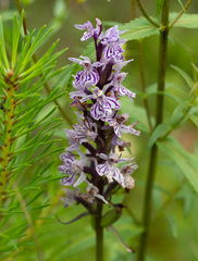 Dactylorhiza fuchsii