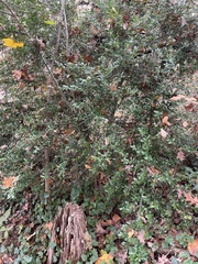 Ilex crenata