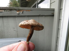 Pholiota terrestris
