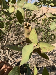 Pistacia eurycarpa