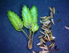 Cyperus surinamensis